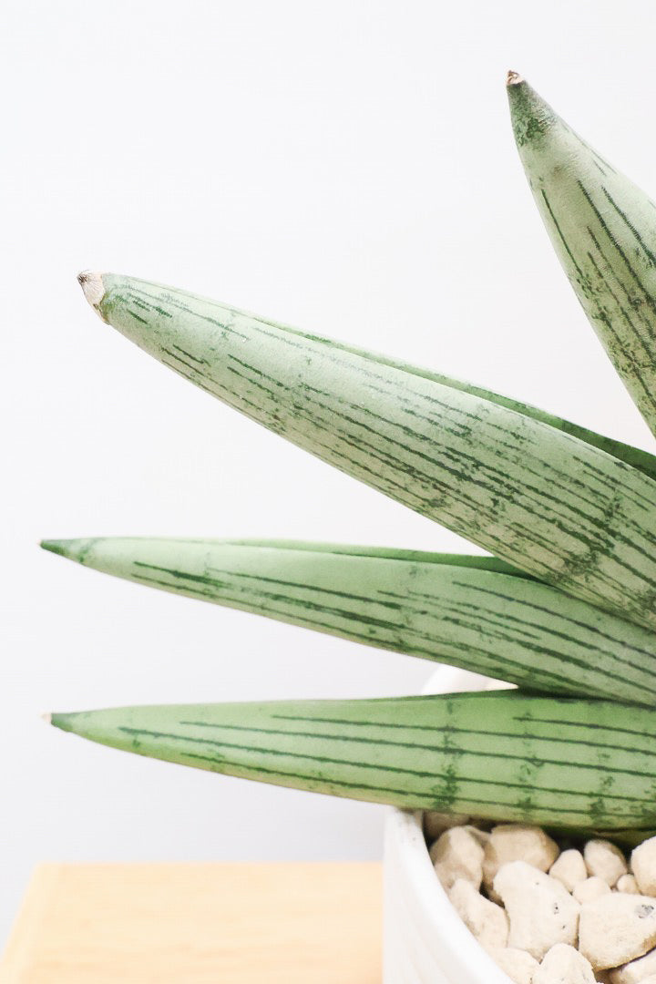 【サンスベリア ルーキー】かわいい子株が出てきています！葉の模様がとても美しい希少種！いいサイズ感です！