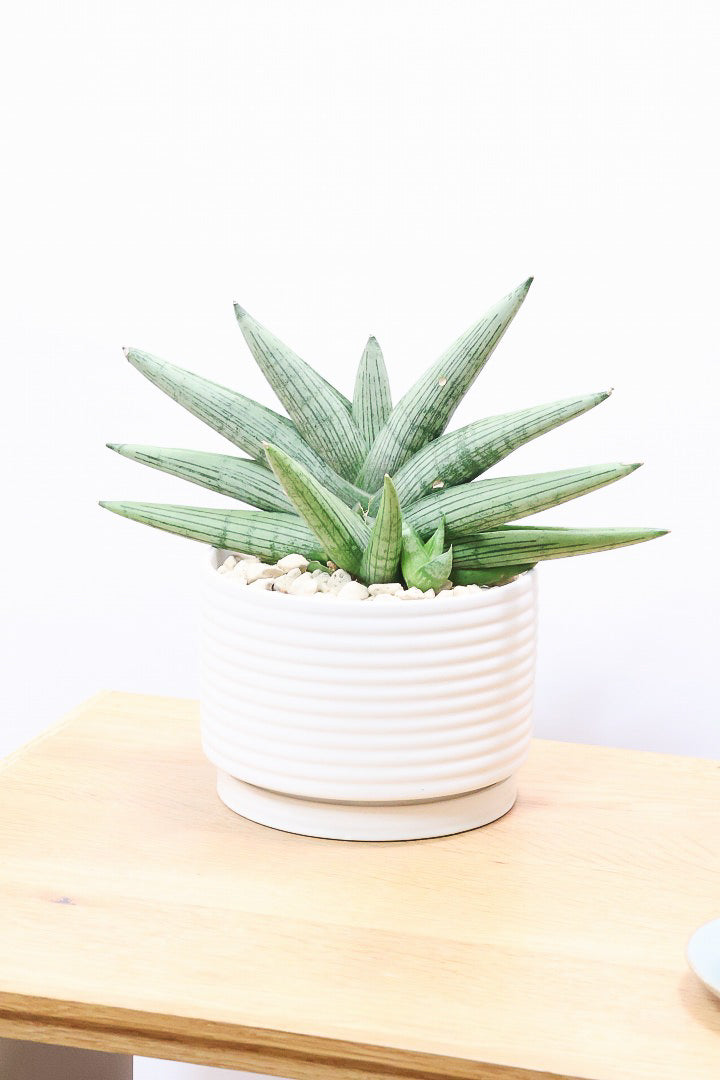 【サンスベリア ルーキー】かわいい子株が出てきています！葉の模様がとても美しい希少種！いいサイズ感です！