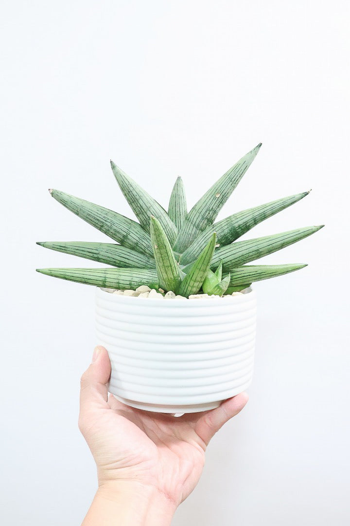 【サンスベリア ルーキー】かわいい子株が出てきています！葉の模様がとても美しい希少種！いいサイズ感です！