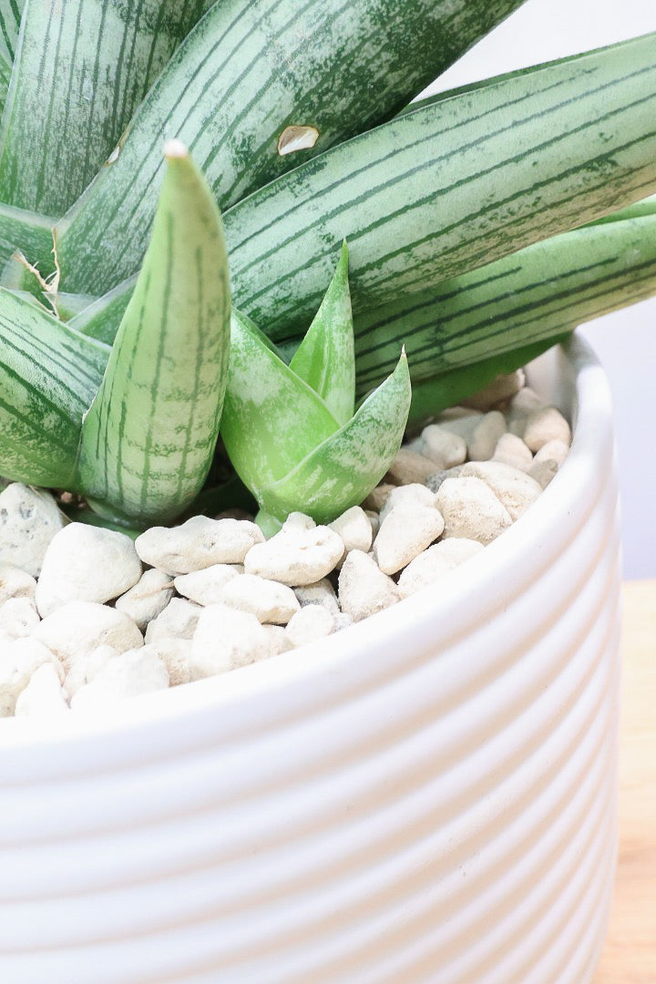 【サンスベリア ルーキー】かわいい子株が出てきています！葉の模様がとても美しい希少種！いいサイズ感です！