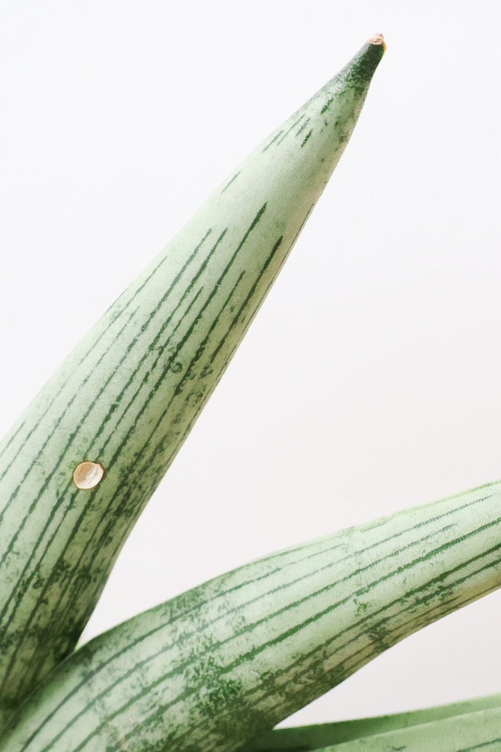 【サンスベリア ルーキー】かわいい子株が出てきています！葉の模様がとても美しい希少種！いいサイズ感です！