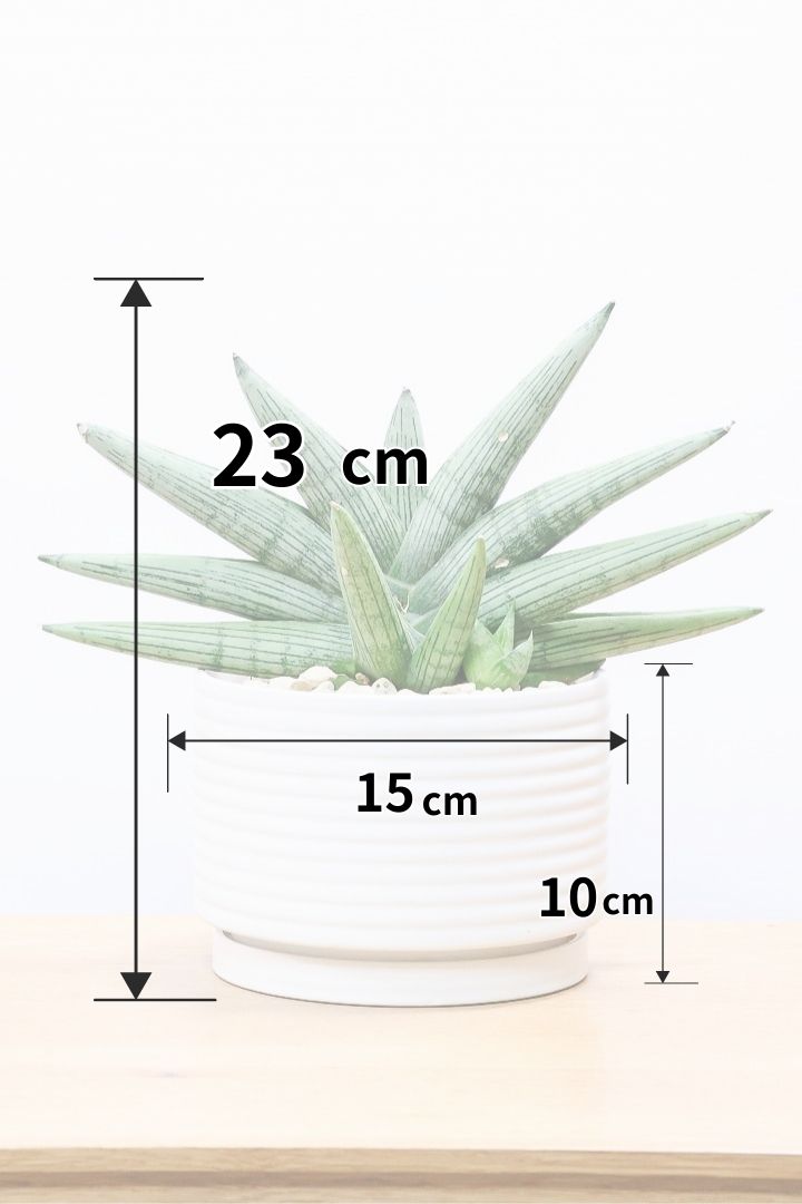 【サンスベリア ルーキー】かわいい子株が出てきています！葉の模様がとても美しい希少種！いいサイズ感です！