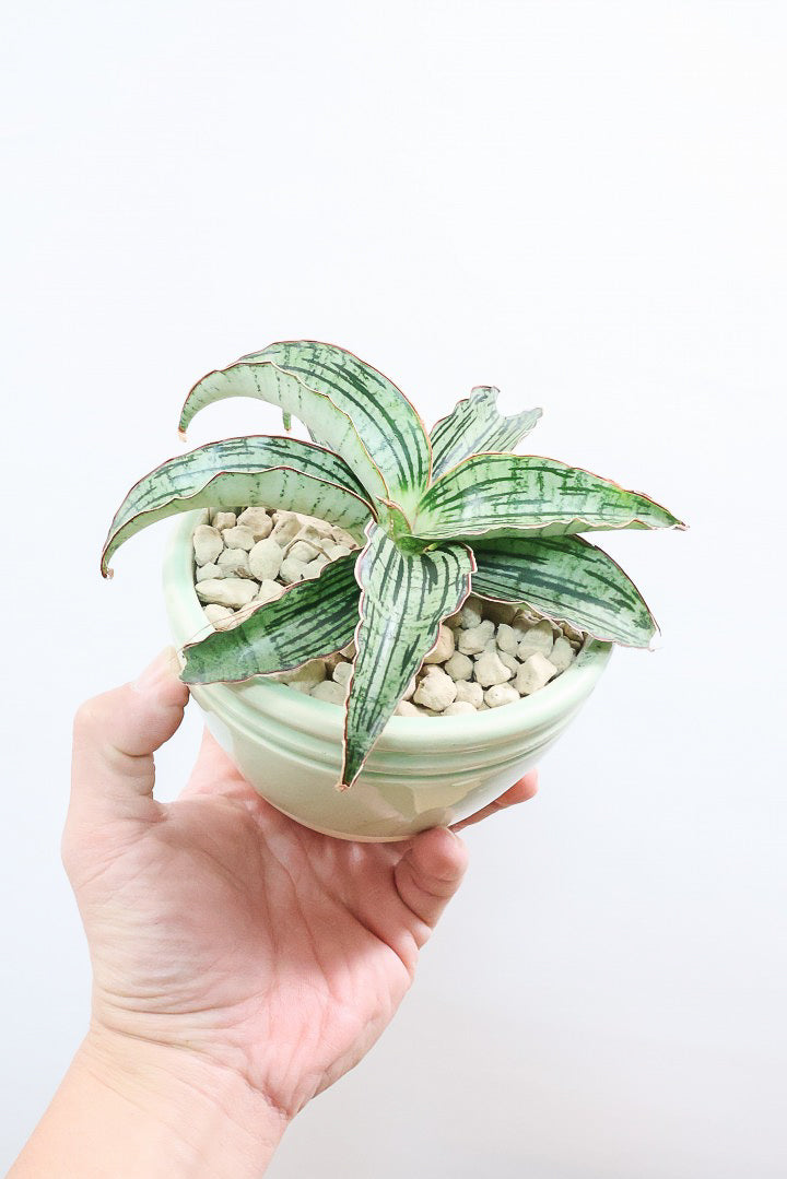 【サンスベリア クレオパトラ】サンスベリアの中でも葉色が抜群に美しい希少種！今回の個体の葉色の美しさは素晴らしいです！