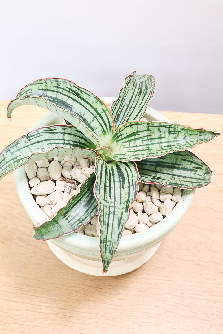 【サンスベリア クレオパトラ】サンスベリアの中でも葉色が抜群に美しい希少種！今回の個体の葉色の美しさは素晴らしいです！