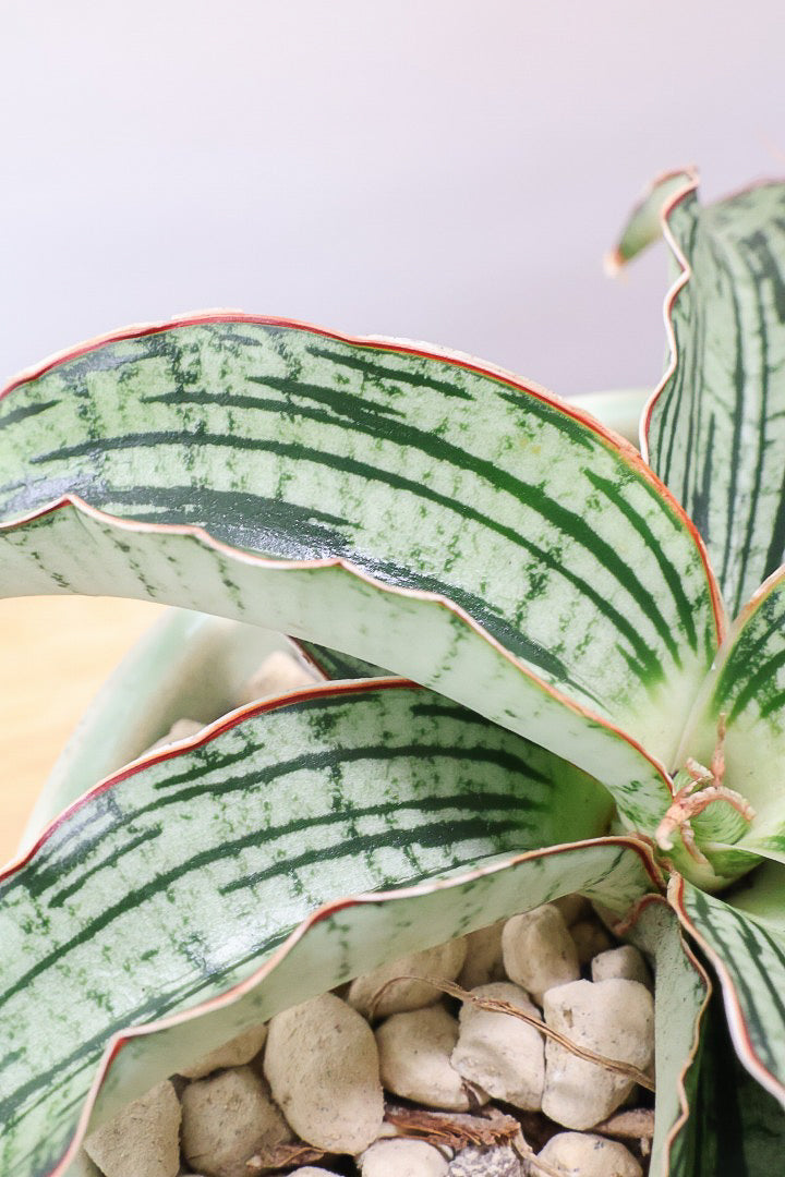 【サンスベリア クレオパトラ】サンスベリアの中でも葉色が抜群に美しい希少種！今回の個体の葉色の美しさは素晴らしいです！