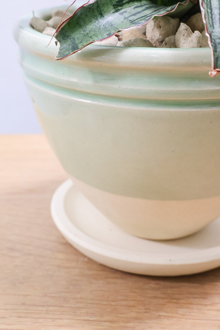 【サンスベリア クレオパトラ】サンスベリアの中でも葉色が抜群に美しい希少種！今回の個体の葉色の美しさは素晴らしいです！