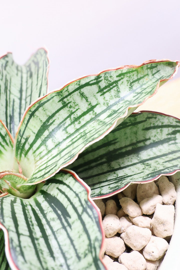 【サンスベリア クレオパトラ】サンスベリアの中でも葉色が抜群に美しい希少種！今回の個体の葉色の美しさは素晴らしいです！