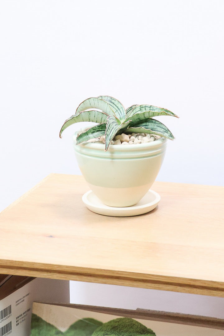 【サンスベリア クレオパトラ】サンスベリアの中でも葉色が抜群に美しい希少種！今回の個体の葉色の美しさは素晴らしいです！