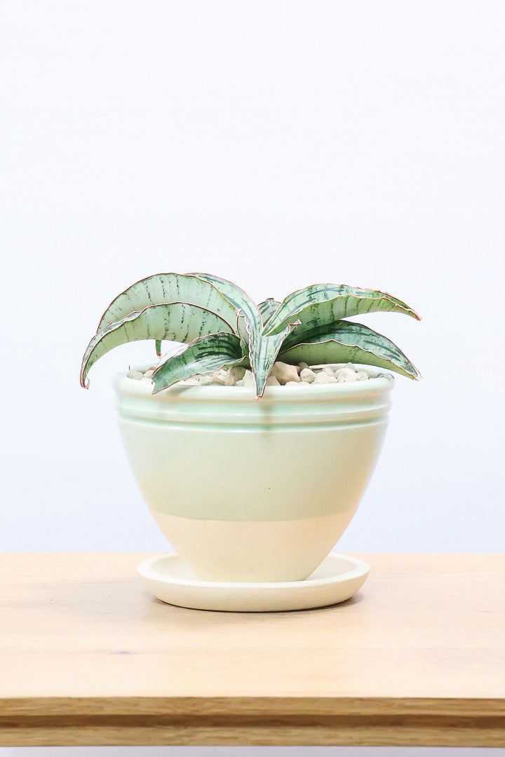 【サンスベリア クレオパトラ】サンスベリアの中でも葉色が抜群に美しい希少種！今回の個体の葉色の美しさは素晴らしいです！