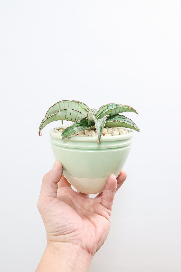 【サンスベリア クレオパトラ】サンスベリアの中でも葉色が抜群に美しい希少種！今回の個体の葉色の美しさは素晴らしいです！