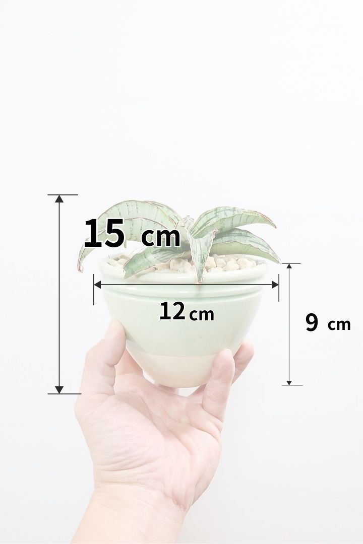 【サンスベリア クレオパトラ】サンスベリアの中でも葉色が抜群に美しい希少種！今回の個体の葉色の美しさは素晴らしいです！