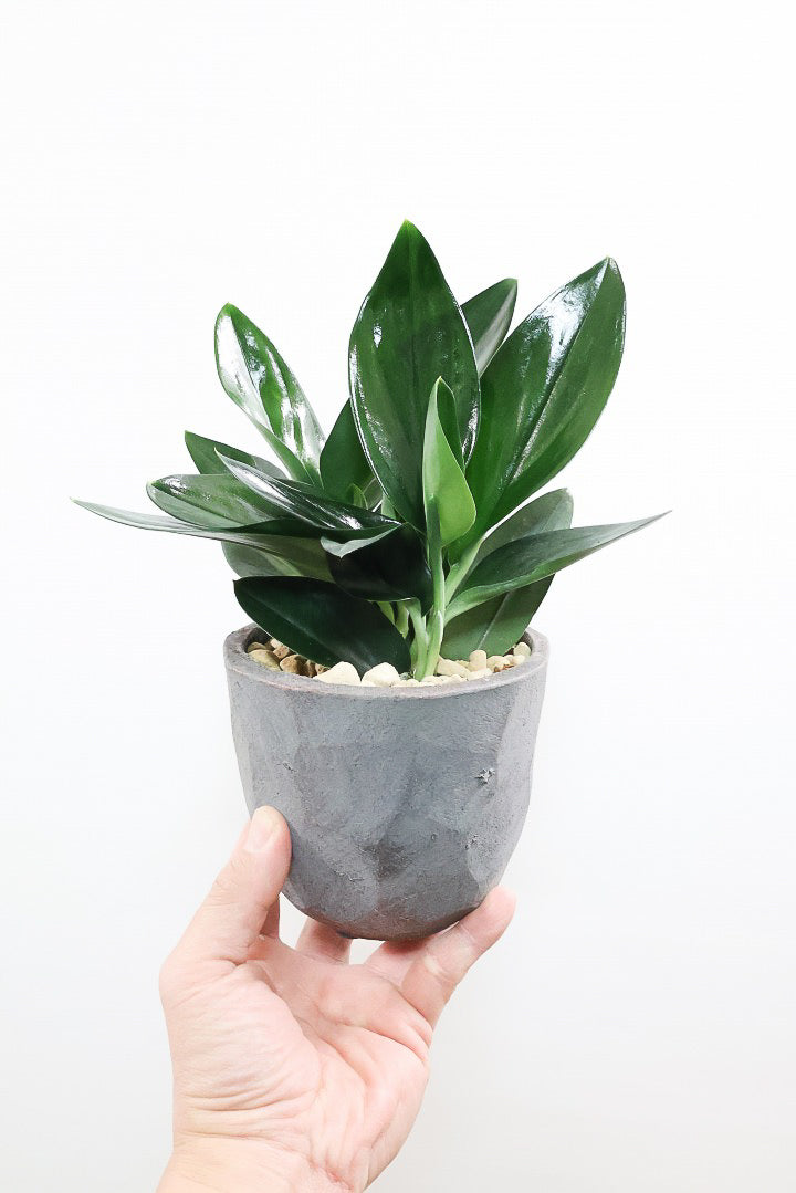 【スキンダプサス トレビーブラック】これはカッコいい！ホントに素敵な葉色なんです！ぜひともご検討ください！