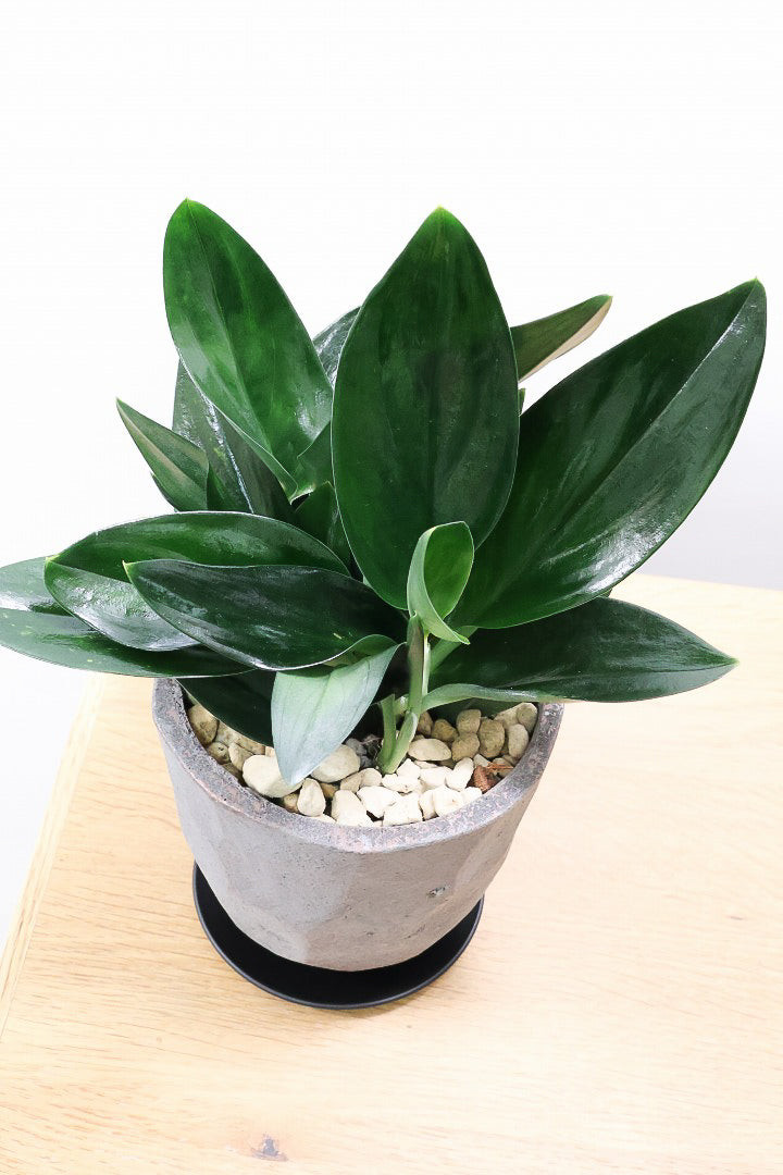 【スキンダプサス トレビーブラック】これはカッコいい！ホントに素敵な葉色なんです！ぜひともご検討ください！