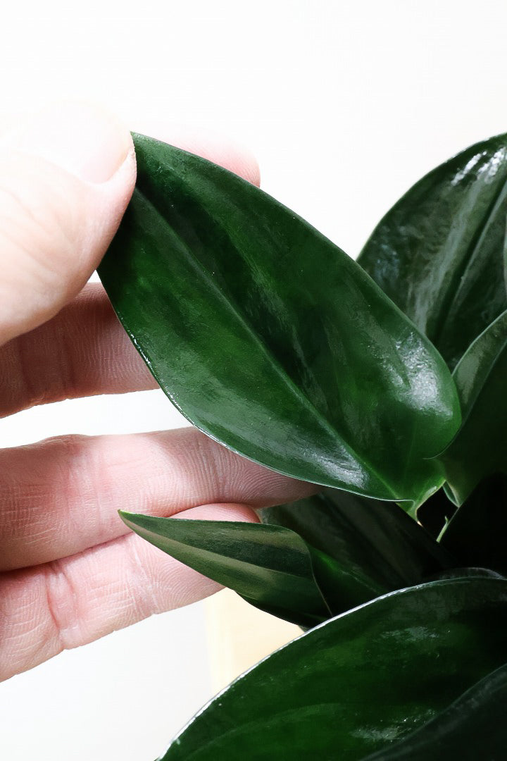 【スキンダプサス トレビーブラック】これはカッコいい！ホントに素敵な葉色なんです！ぜひともご検討ください！