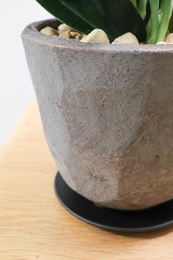 【スキンダプサス トレビーブラック】これはカッコいい！ホントに素敵な葉色なんです！ぜひともご検討ください！