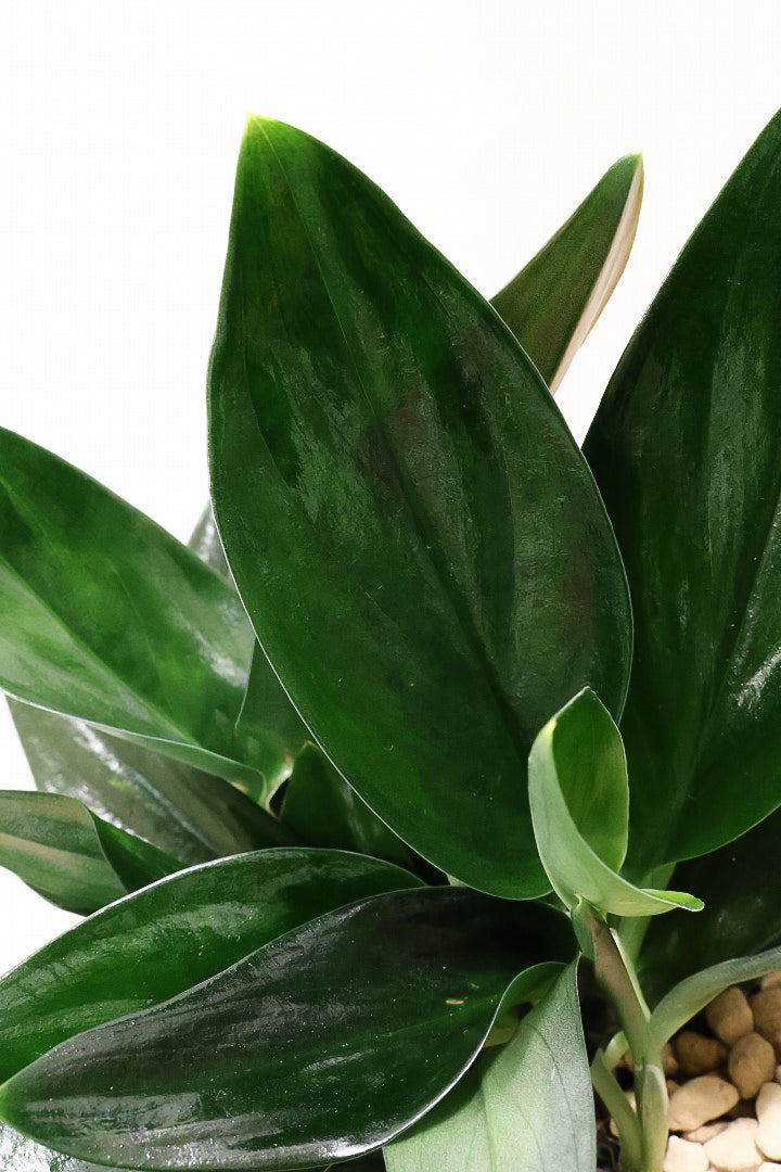 【スキンダプサス トレビーブラック】これはカッコいい！ホントに素敵な葉色なんです！ぜひともご検討ください！