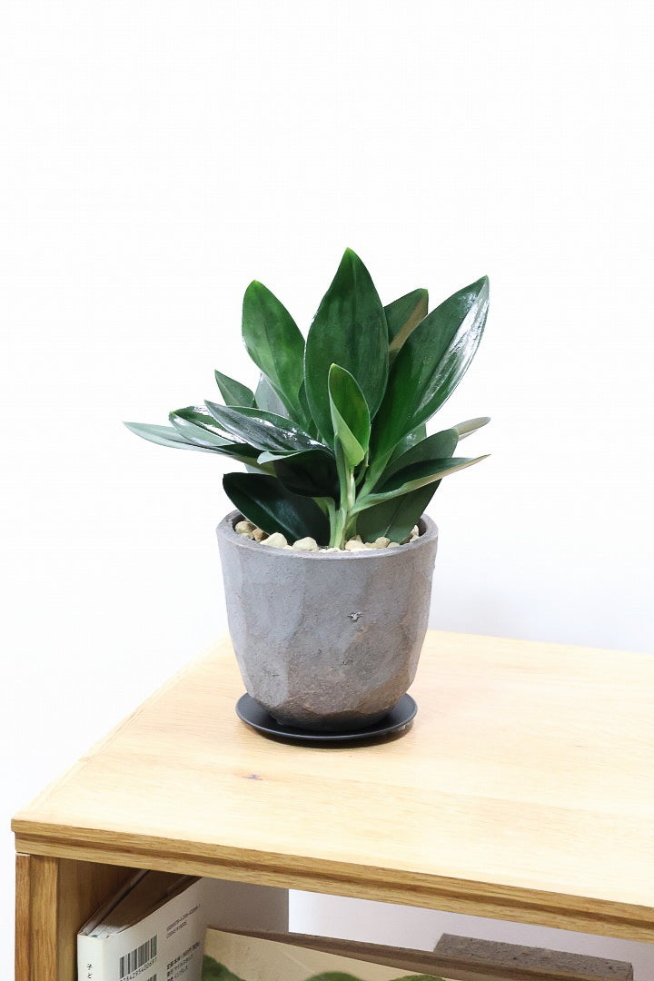 【スキンダプサス トレビーブラック】これはカッコいい！ホントに素敵な葉色なんです！ぜひともご検討ください！