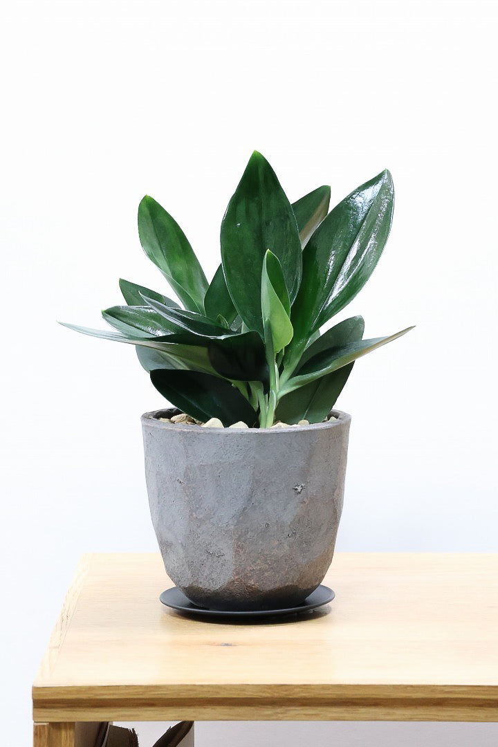 【スキンダプサス トレビーブラック】これはカッコいい！ホントに素敵な葉色なんです！ぜひともご検討ください！