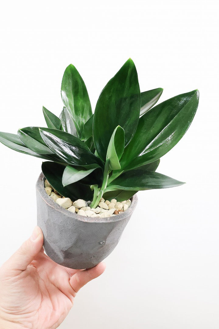 【スキンダプサス トレビーブラック】これはカッコいい！ホントに素敵な葉色なんです！ぜひともご検討ください！