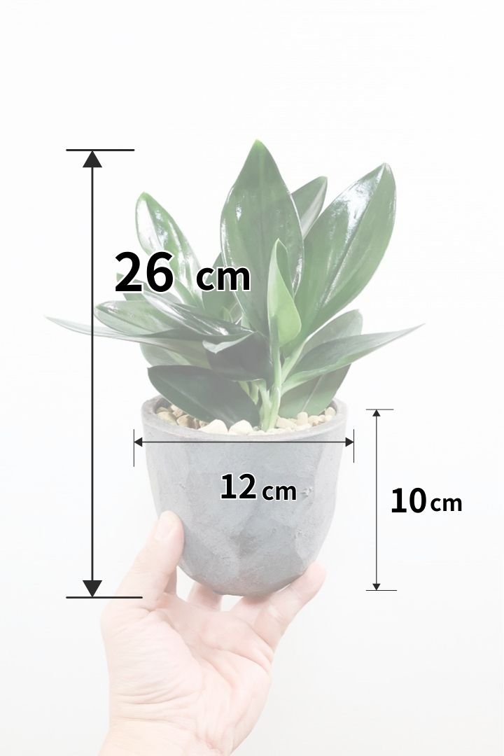 【スキンダプサス トレビーブラック】これはカッコいい！ホントに素敵な葉色なんです！ぜひともご検討ください！