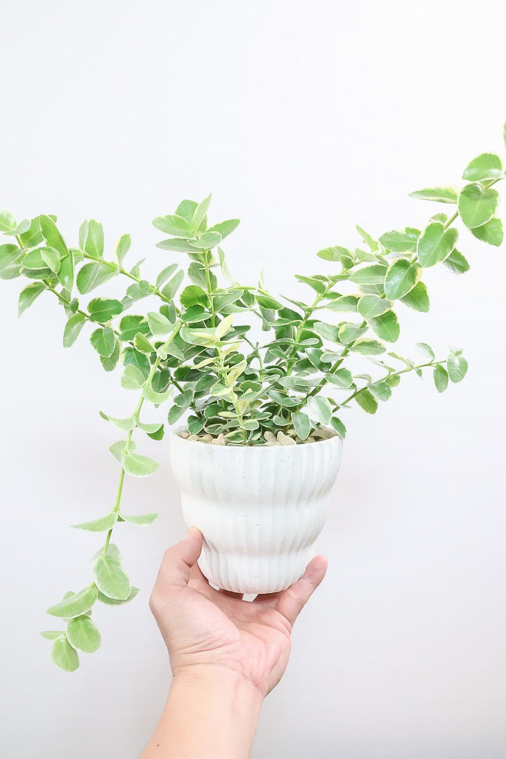 【ホヤ クミンギアナ バリエガタ】今回は希少な斑入りタイプ！枝が固いので上へ伸びて枝垂れるタイプのホヤです！