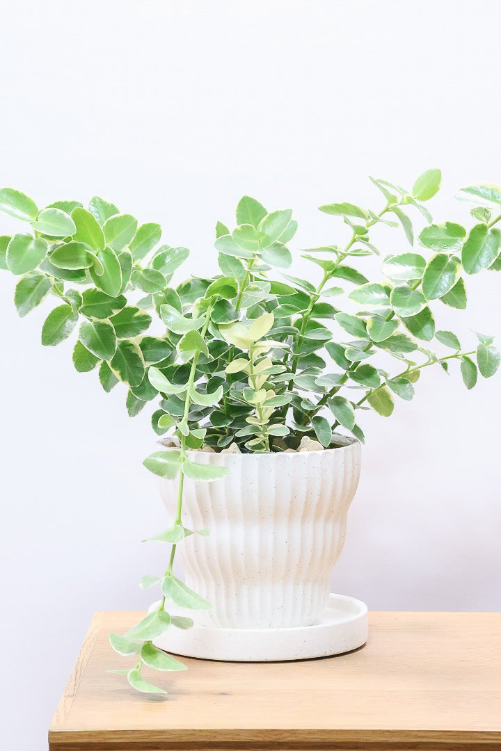 【ホヤ クミンギアナ バリエガタ】今回は希少な斑入りタイプ！枝が固いので上へ伸びて枝垂れるタイプのホヤです！