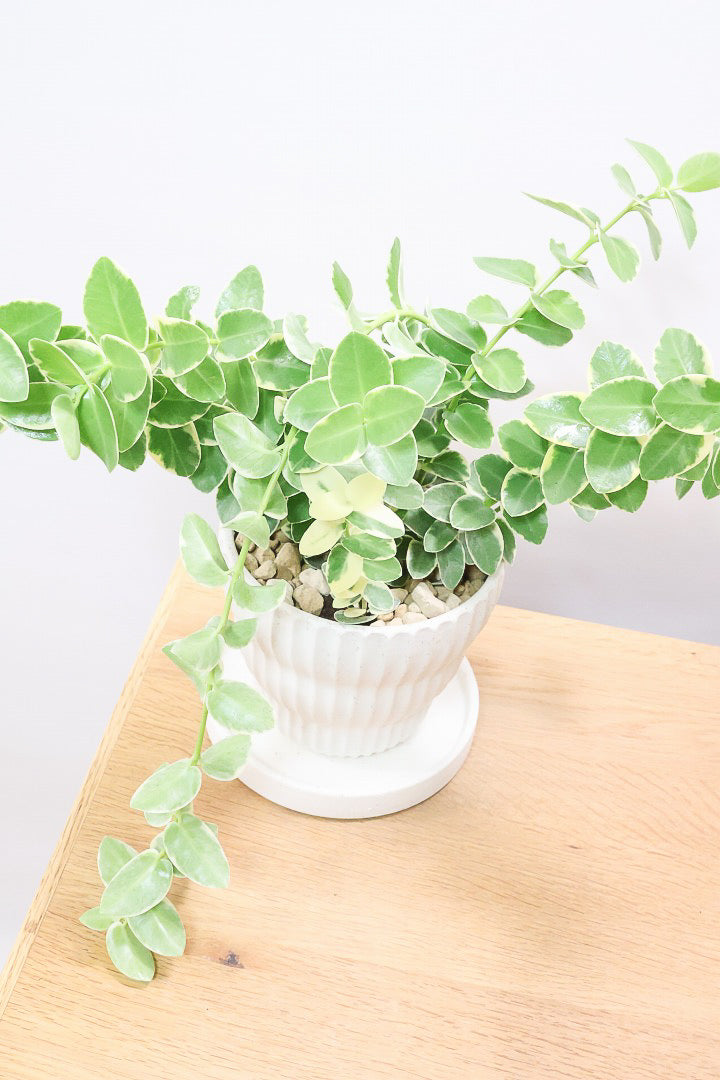 【ホヤ クミンギアナ バリエガタ】今回は希少な斑入りタイプ！枝が固いので上へ伸びて枝垂れるタイプのホヤです！