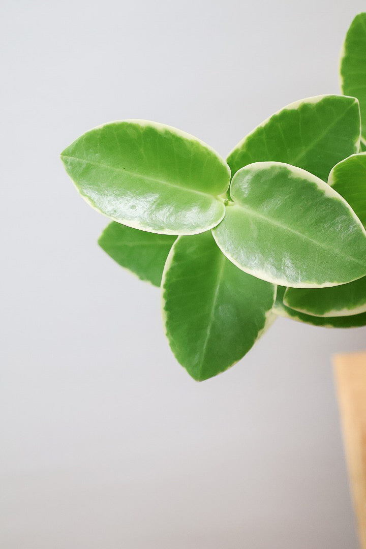 【ホヤ クミンギアナ バリエガタ】今回は希少な斑入りタイプ！枝が固いので上へ伸びて枝垂れるタイプのホヤです！