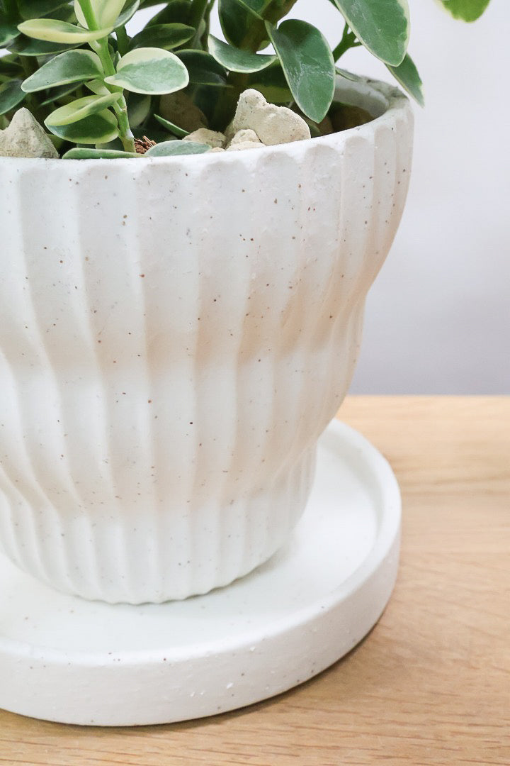 【ホヤ クミンギアナ バリエガタ】今回は希少な斑入りタイプ！枝が固いので上へ伸びて枝垂れるタイプのホヤです！