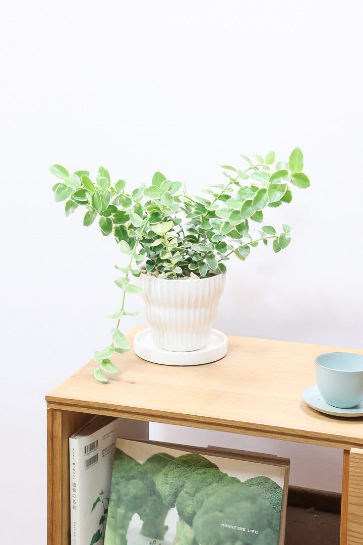 【ホヤ クミンギアナ バリエガタ】今回は希少な斑入りタイプ！枝が固いので上へ伸びて枝垂れるタイプのホヤです！