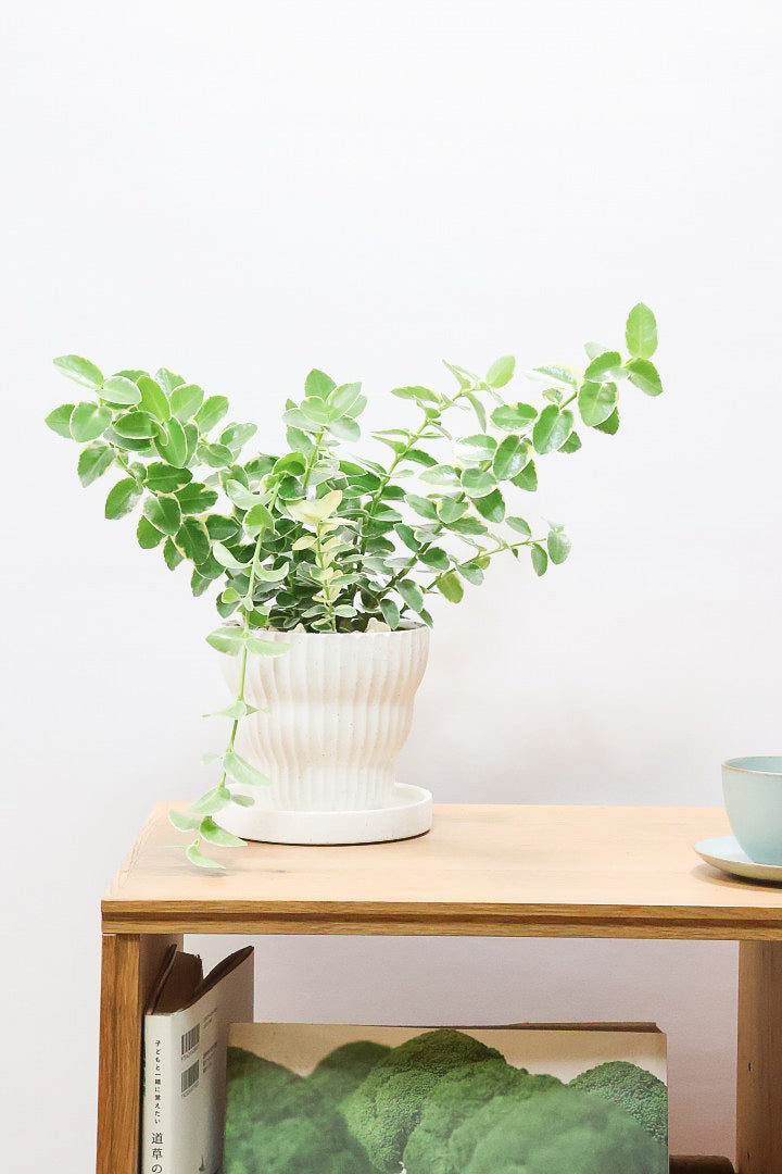 【ホヤ クミンギアナ バリエガタ】今回は希少な斑入りタイプ！枝が固いので上へ伸びて枝垂れるタイプのホヤです！