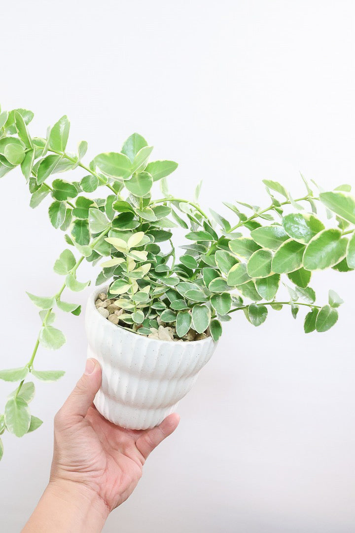 【ホヤ クミンギアナ バリエガタ】今回は希少な斑入りタイプ！枝が固いので上へ伸びて枝垂れるタイプのホヤです！