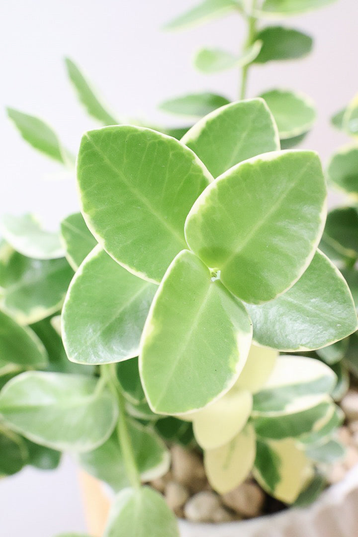 【ホヤ クミンギアナ バリエガタ】今回は希少な斑入りタイプ！枝が固いので上へ伸びて枝垂れるタイプのホヤです！