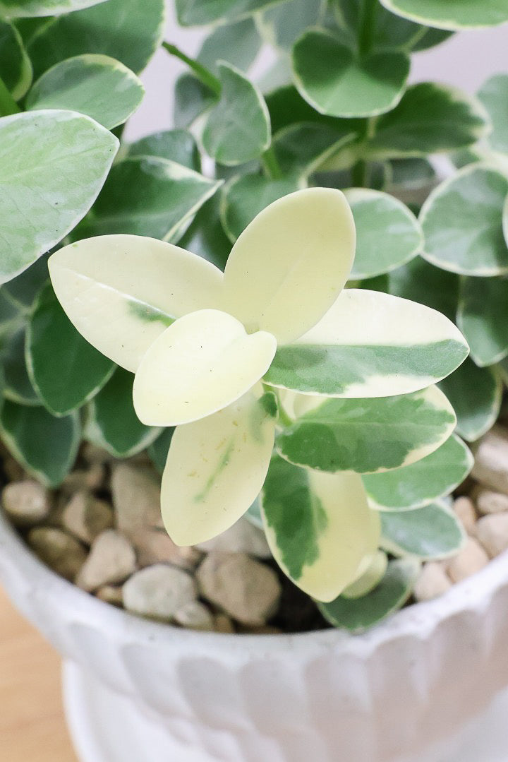 【ホヤ クミンギアナ バリエガタ】今回は希少な斑入りタイプ！枝が固いので上へ伸びて枝垂れるタイプのホヤです！