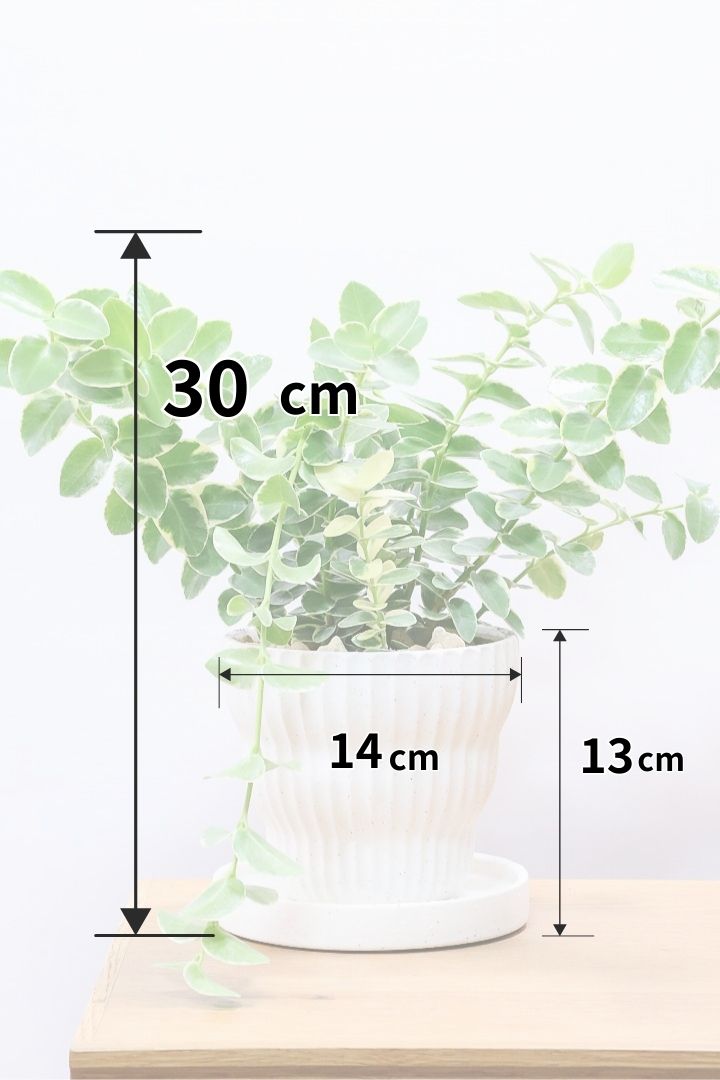 【ホヤ クミンギアナ バリエガタ】今回は希少な斑入りタイプ！枝が固いので上へ伸びて枝垂れるタイプのホヤです！