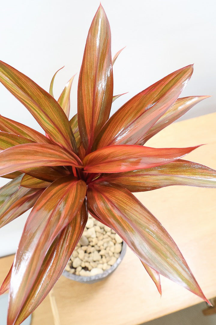 【コルジリネ レインボーコンパクタ】最高の葉色！生産者さんのハウスでイイものを選りすぐってきましたよ！