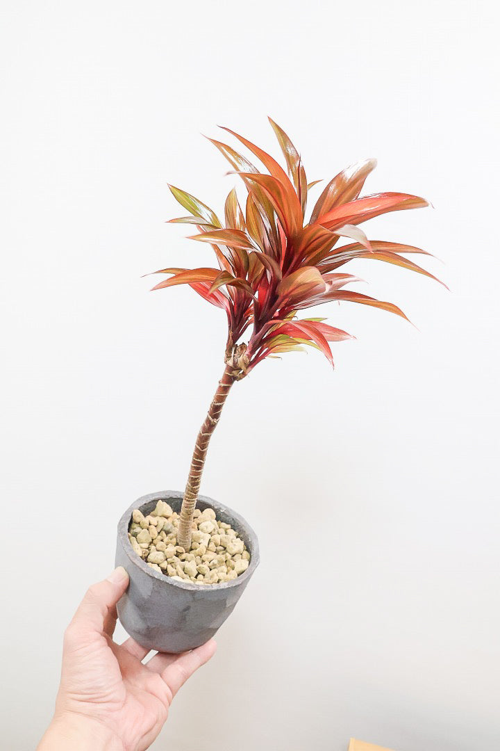 【コルジリネ レインボーコンパクタ】最高の葉色！生産者さんのハウスでイイものを選りすぐってきましたよ！