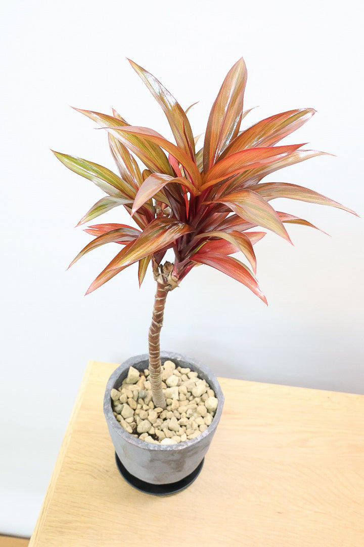 【コルジリネ レインボーコンパクタ】最高の葉色！生産者さんのハウスでイイものを選りすぐってきましたよ！