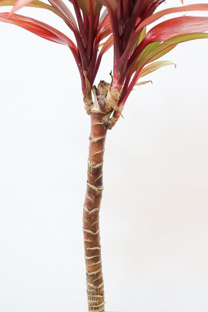 【コルジリネ レインボーコンパクタ】最高の葉色！生産者さんのハウスでイイものを選りすぐってきましたよ！