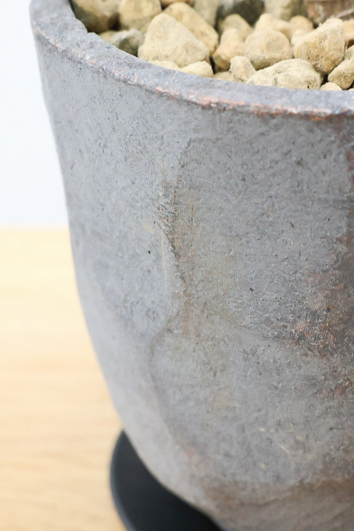 【コルジリネ レインボーコンパクタ】最高の葉色！生産者さんのハウスでイイものを選りすぐってきましたよ！