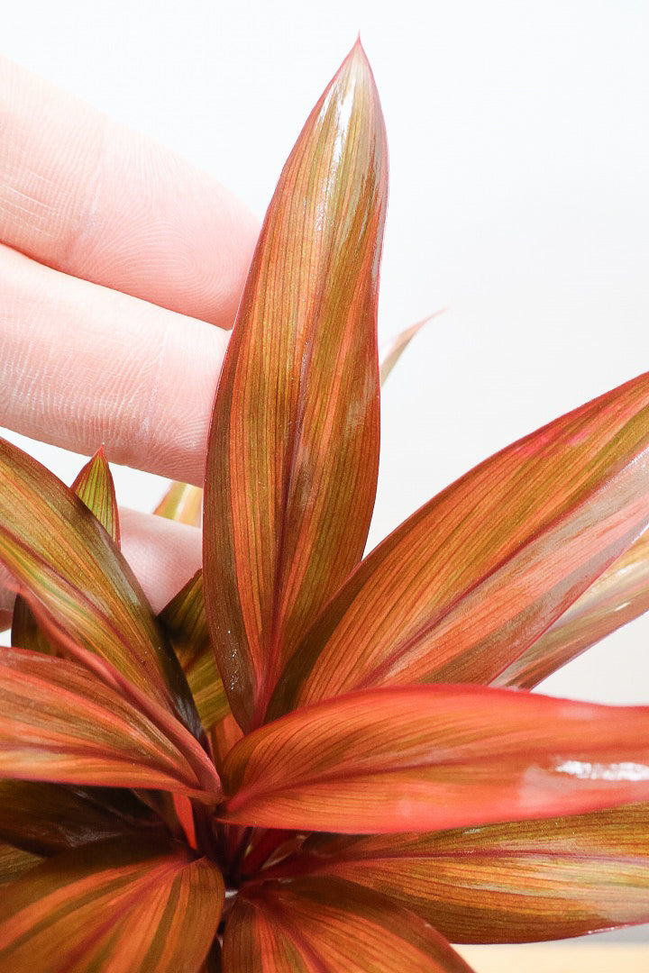 【コルジリネ レインボーコンパクタ】最高の葉色！生産者さんのハウスでイイものを選りすぐってきましたよ！