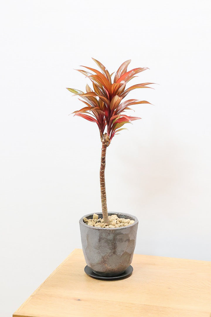 【コルジリネ レインボーコンパクタ】最高の葉色！生産者さんのハウスでイイものを選りすぐってきましたよ！