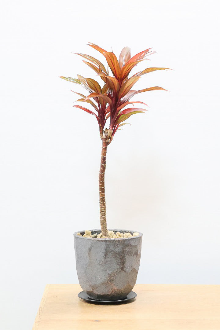 【コルジリネ レインボーコンパクタ】最高の葉色！生産者さんのハウスでイイものを選りすぐってきましたよ！