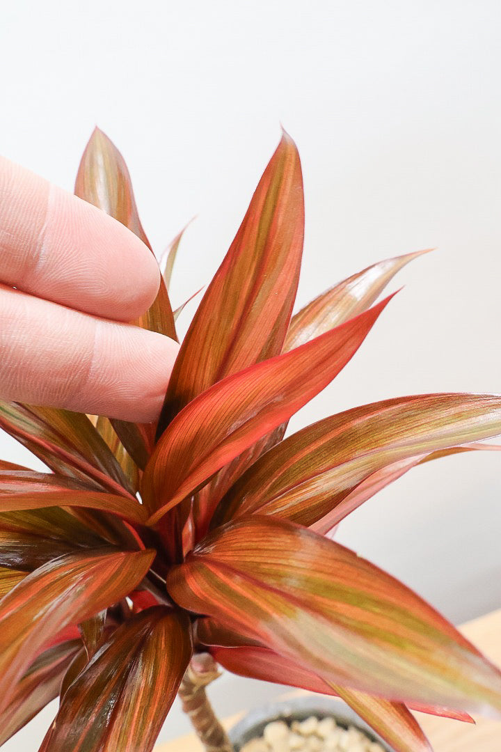 【コルジリネ レインボーコンパクタ】最高の葉色！生産者さんのハウスでイイものを選りすぐってきましたよ！