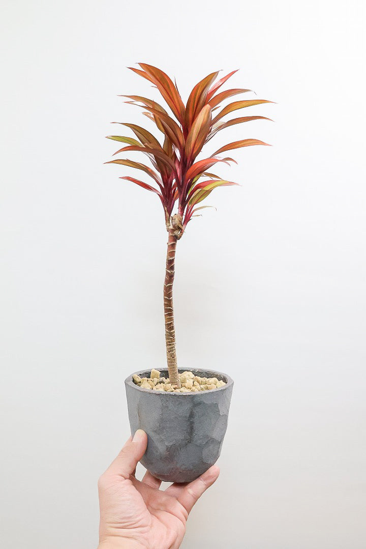 【コルジリネ レインボーコンパクタ】最高の葉色！生産者さんのハウスでイイものを選りすぐってきましたよ！