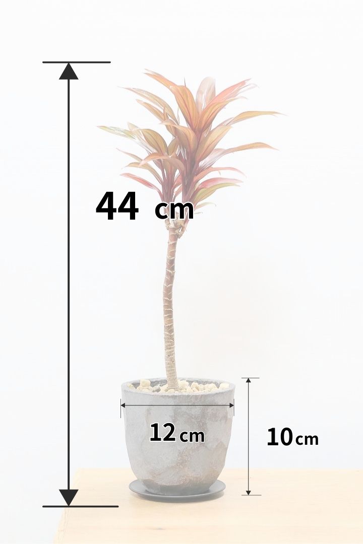 【コルジリネ レインボーコンパクタ】最高の葉色！生産者さんのハウスでイイものを選りすぐってきましたよ！