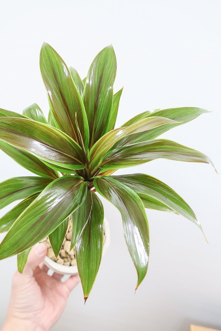 【コルジリネ イエローエッジコンパクタ】複雑に混ざり合った葉色！生産者さんのハウスでイイものを選りすぐってきましたよ！