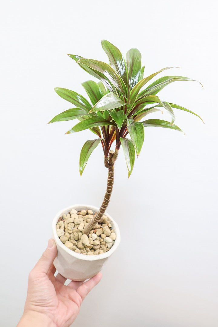 【コルジリネ イエローエッジコンパクタ】複雑に混ざり合った葉色！生産者さんのハウスでイイものを選りすぐってきましたよ！