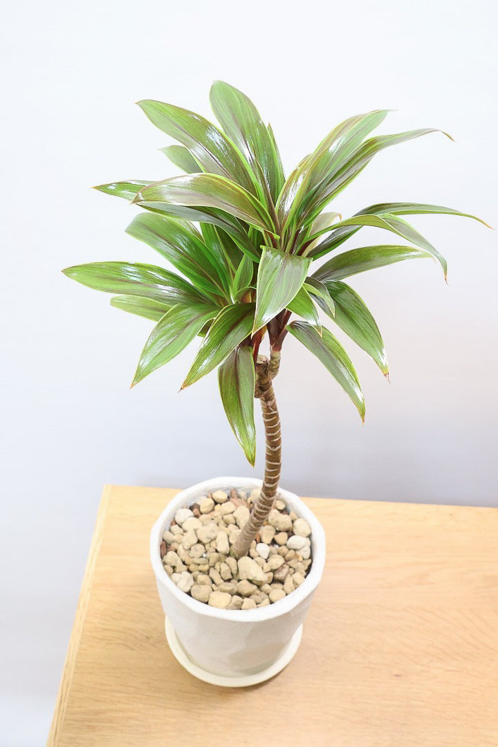 【コルジリネ イエローエッジコンパクタ】複雑に混ざり合った葉色！生産者さんのハウスでイイものを選りすぐってきましたよ！