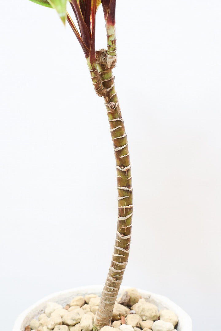 【コルジリネ イエローエッジコンパクタ】複雑に混ざり合った葉色！生産者さんのハウスでイイものを選りすぐってきましたよ！